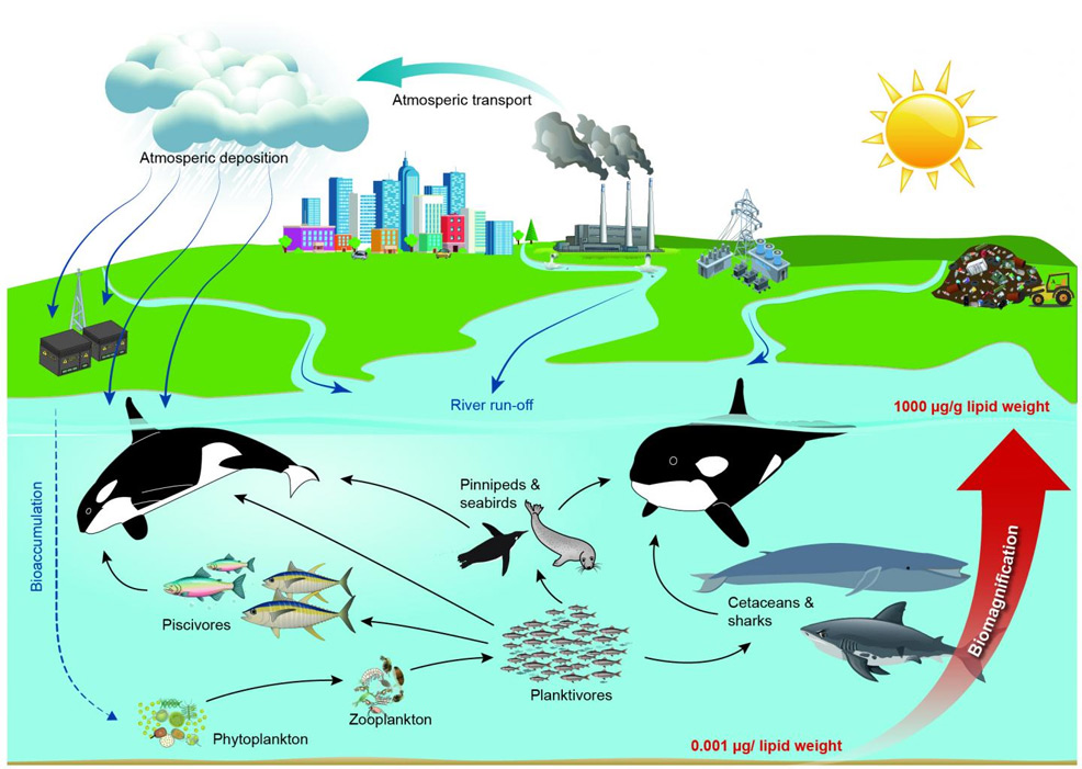 killer whale future timeline