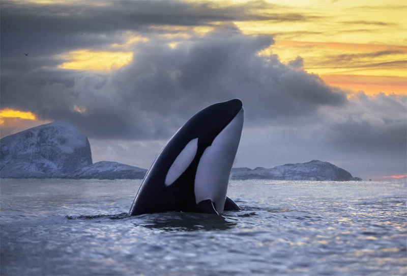 killer whale future timeline