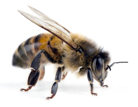 bee