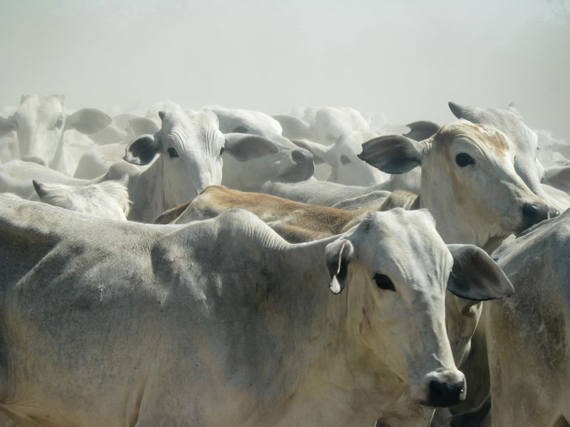 farming cattle food future timeline 2050