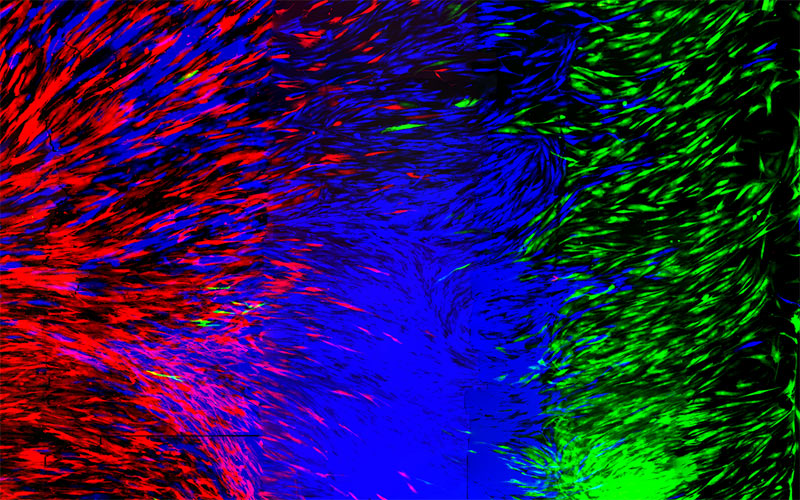 3d printing human cells