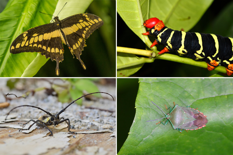 insects of puerto rico future timeline