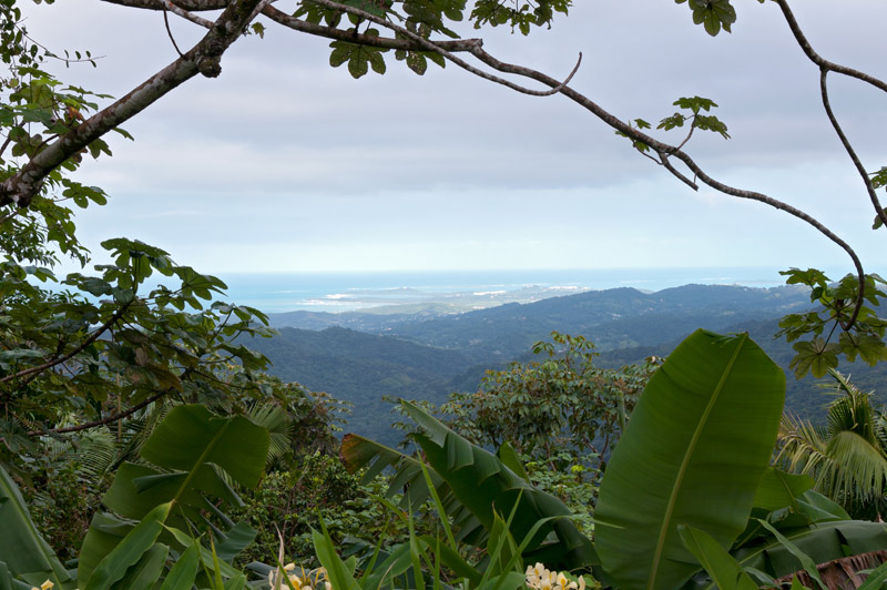 insects of puerto rico future timeline