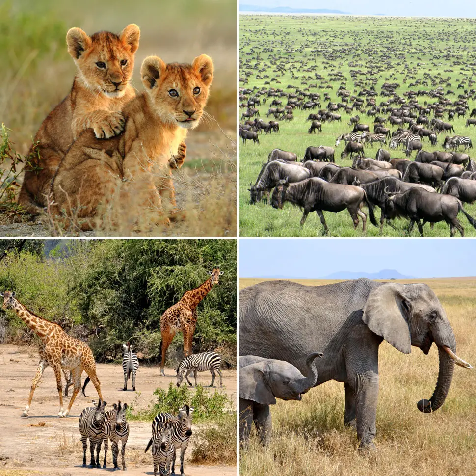 serengeti wildlife