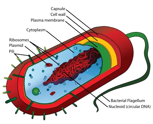 bacteria diagram