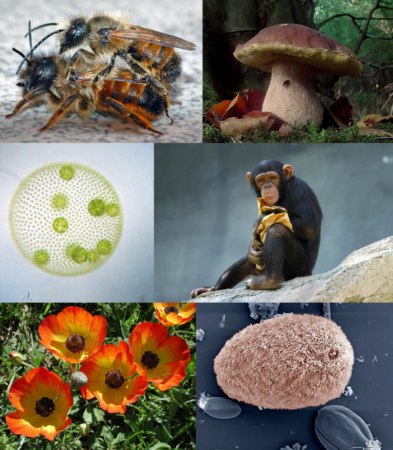 earth biogenome project future timeline
