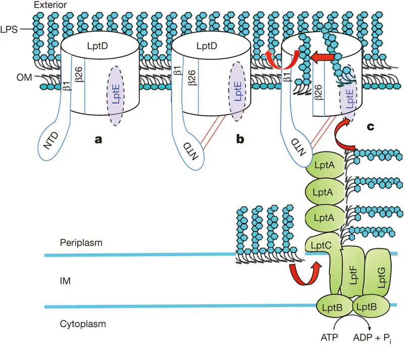 The proposed mechanism of LPS transport.