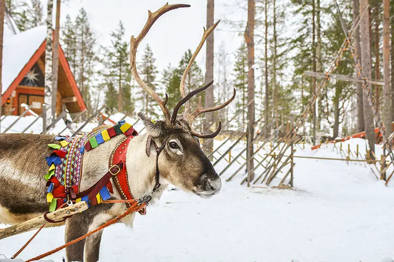 reindeer future population