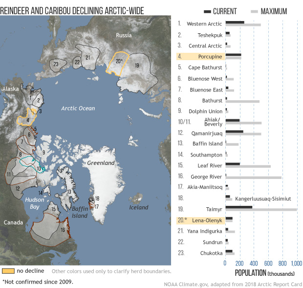 reindeer populations