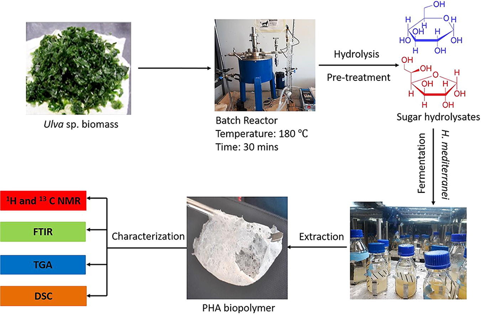 bioplastics 2050 future timeline