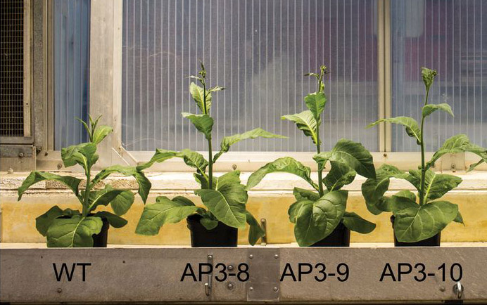 genetic shortcut boosts plant growth