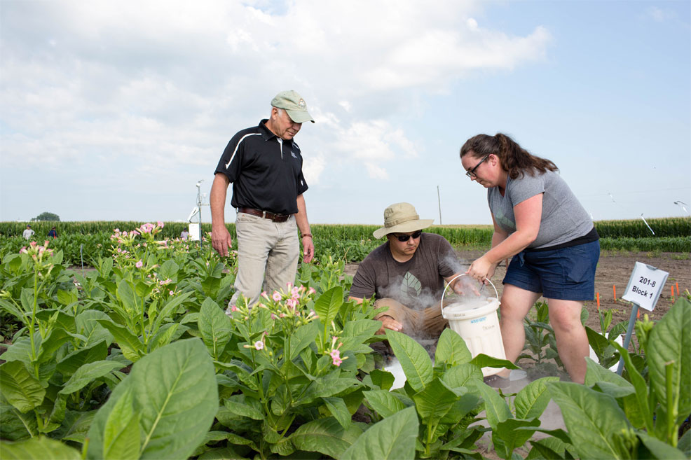 genetic shortcut boosts plant growth