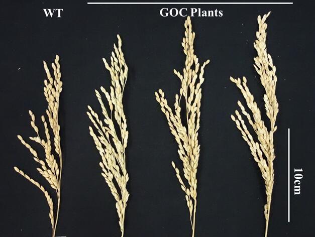 rice future timeline