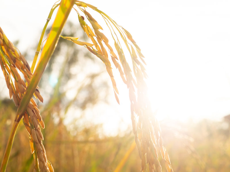 rice future timeline
