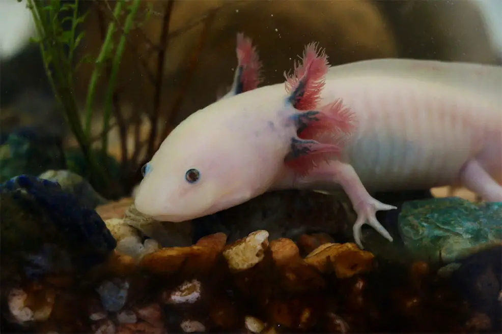 axolotl genome sequenced future timeline human body regeneration