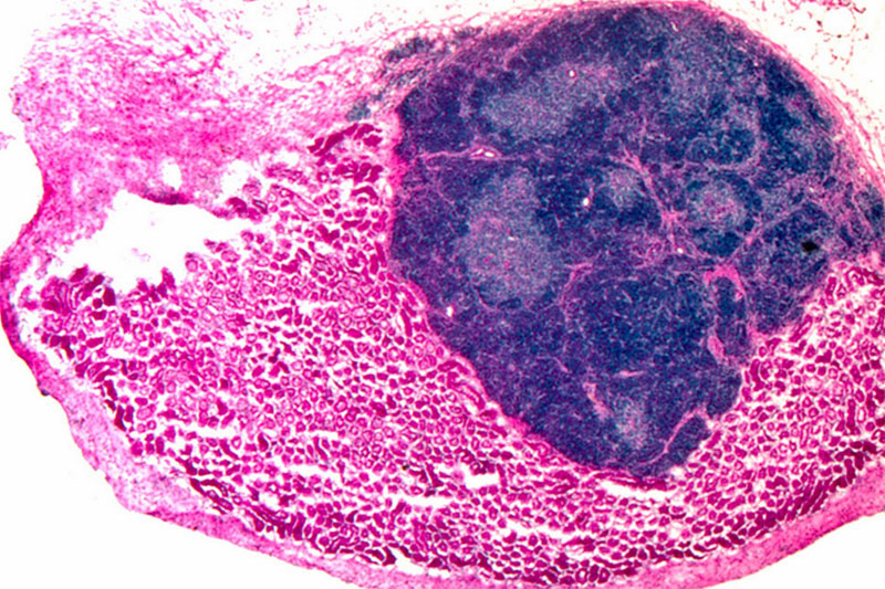 thymus grown inside animal