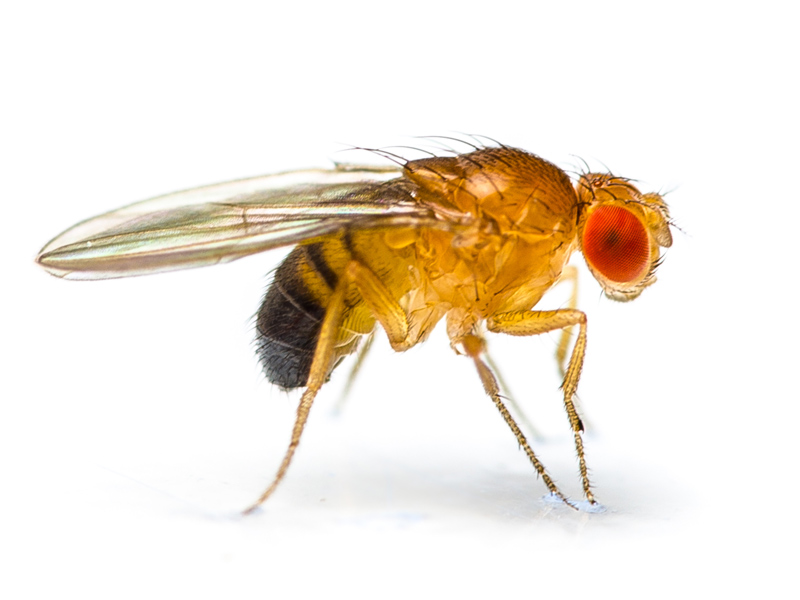 fruit fly