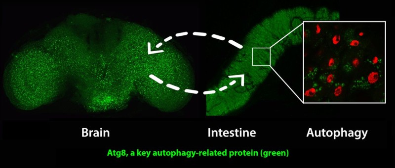 fly brain intestine autophagy