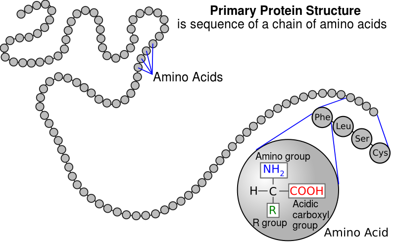 amino acids