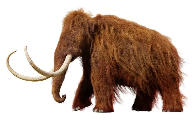 Image result for woolly mammoth