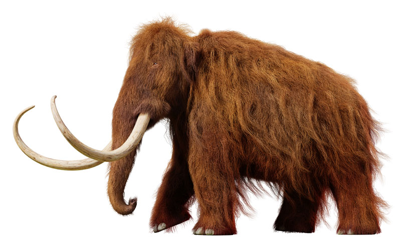 Woolly mammoth