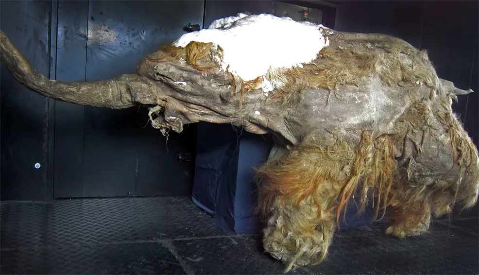 woolly mammoth resurrection