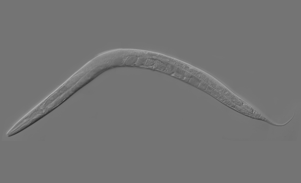 Caenorhabditis elegans worm aging lifespan