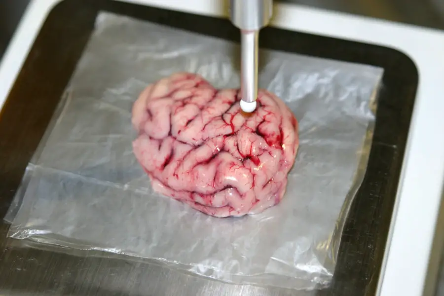 pig brain revived after death