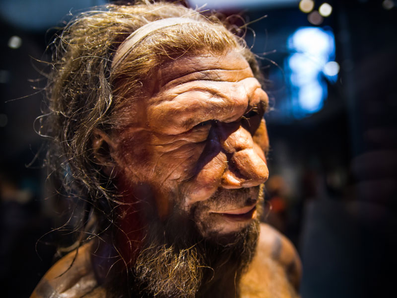 neanderthal future timeline