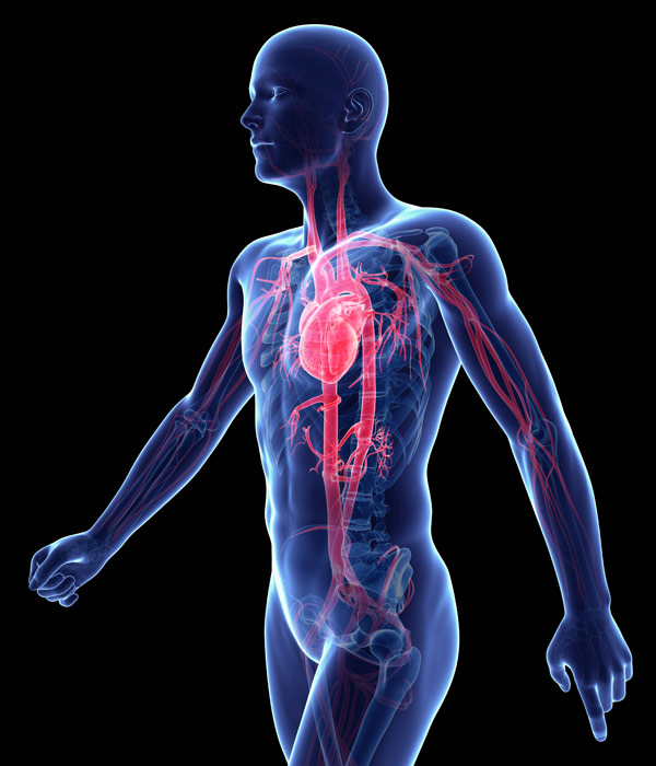cardiovascular system