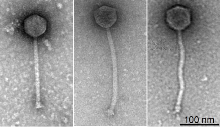 phage therapy future timeline