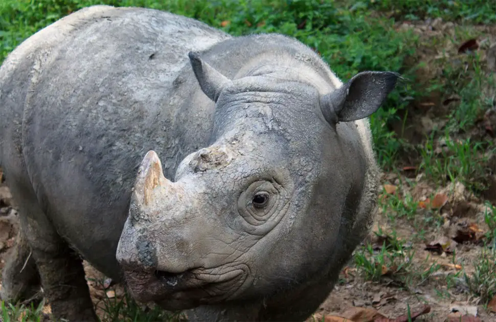 Sumatran rhino declared extinct in Malaysia