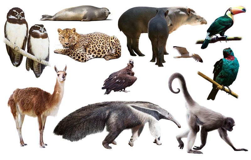 mammals