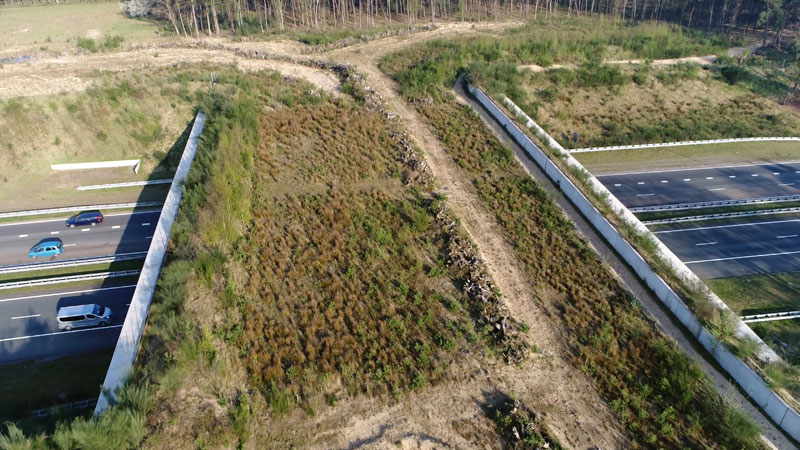 wildlife crossing