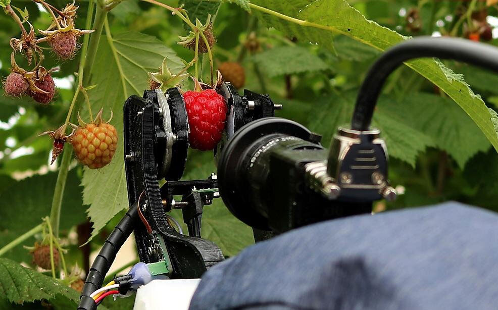 raspberry picking robot technology