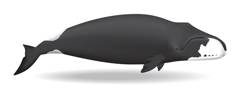 Whale genome may provide clues to 200-year lifespan