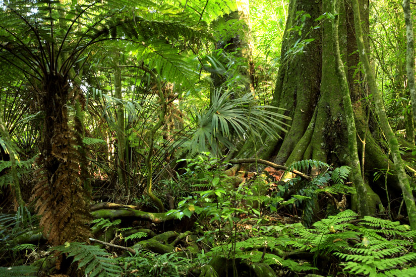 deforestation 21st century future timeline 2050