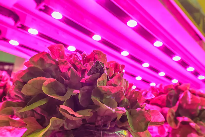 indoor farming led light technology