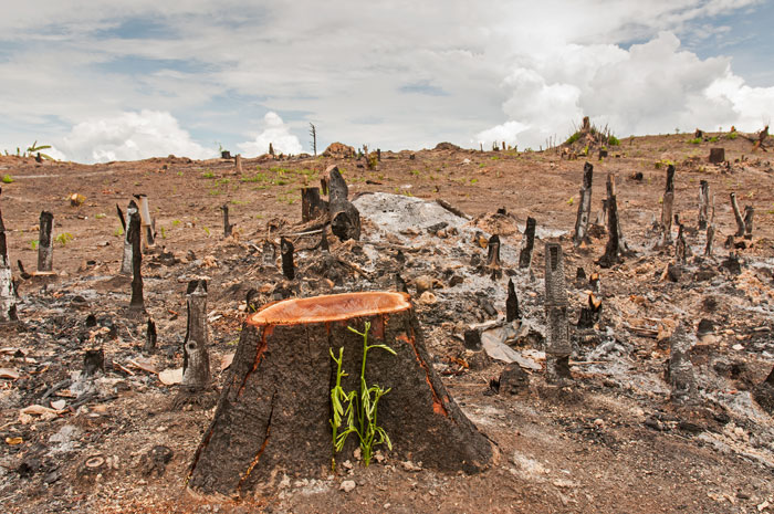 deforestation future timeline