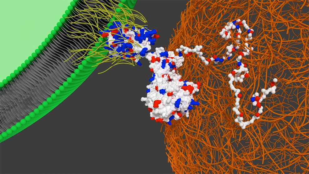 stem cells heart future timeline