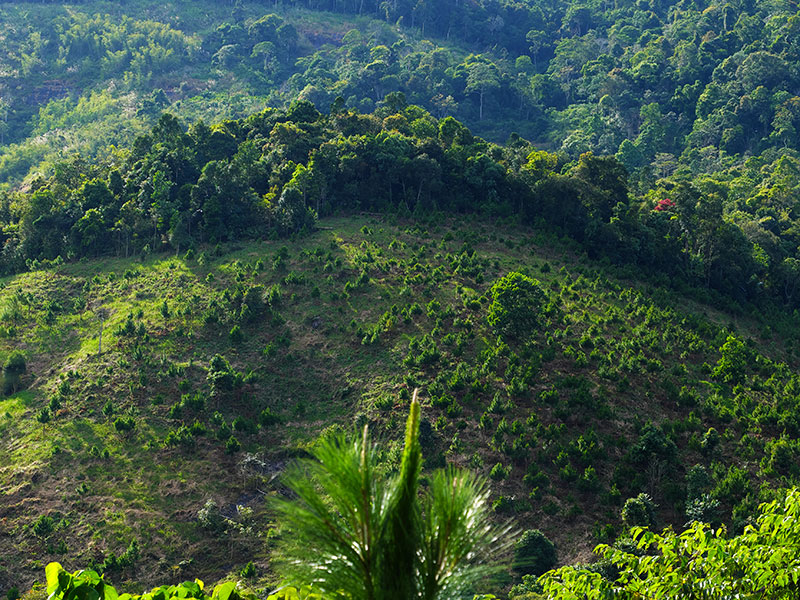 reforestation future timeline