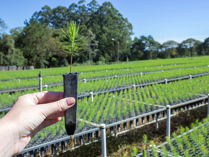 reforestation future timeline