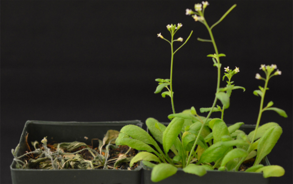 plants