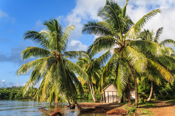 madagascar palm trees