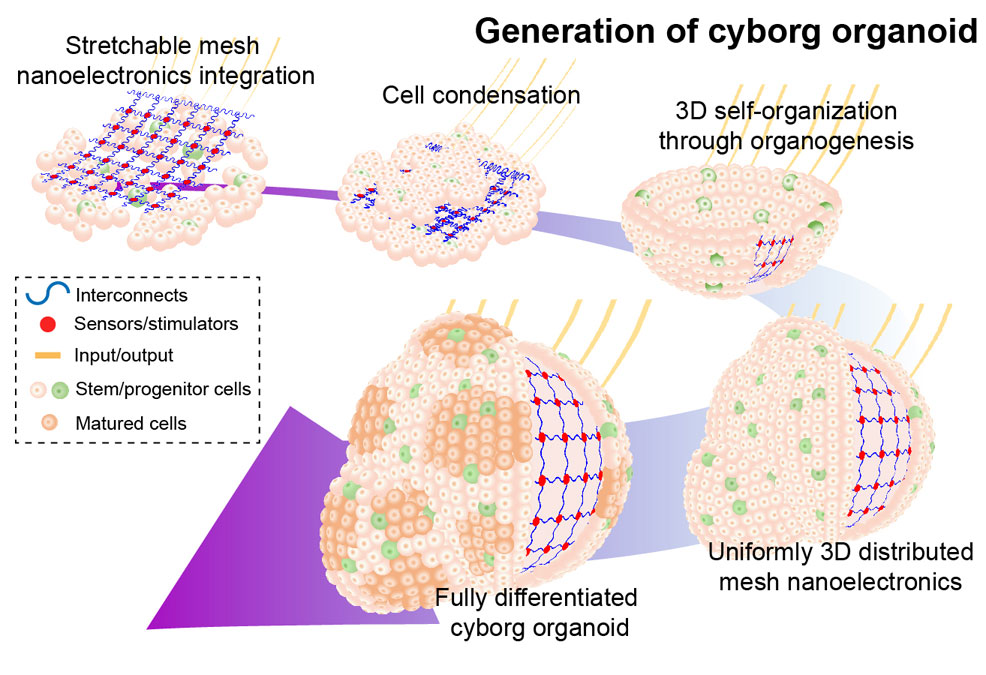 cyborg cells