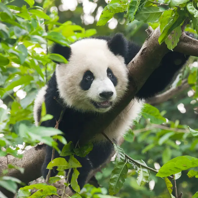 Panda population increases by 17%