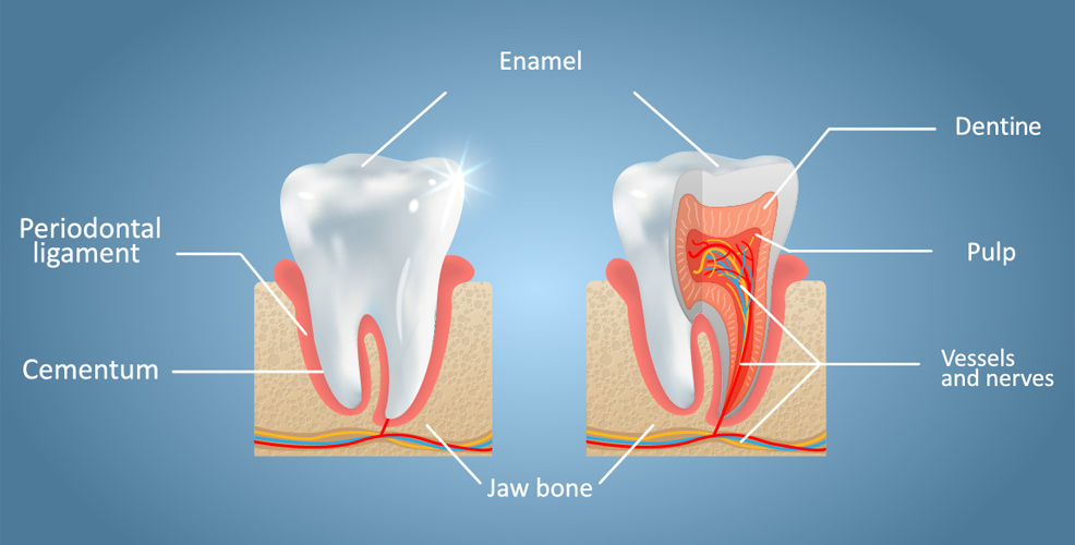 enamel regrowing technology.