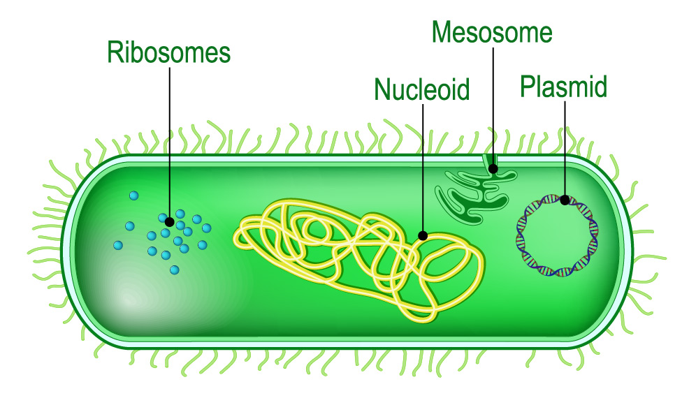 antimicrobial resistance future timeline