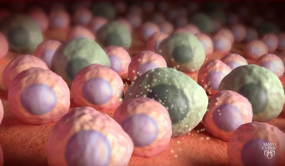 senescent cells aging humans