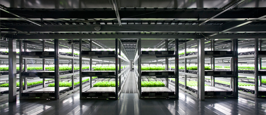japan kyoto spread automated lettuce factor 2016 2017